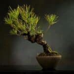 how to grow a bonsai tree from seeds