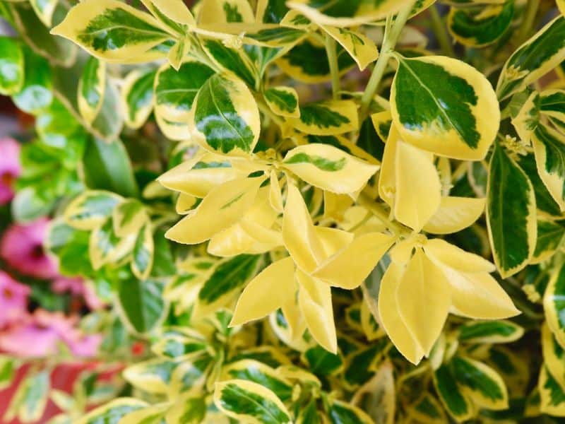 indoor plant leaves turn yellow