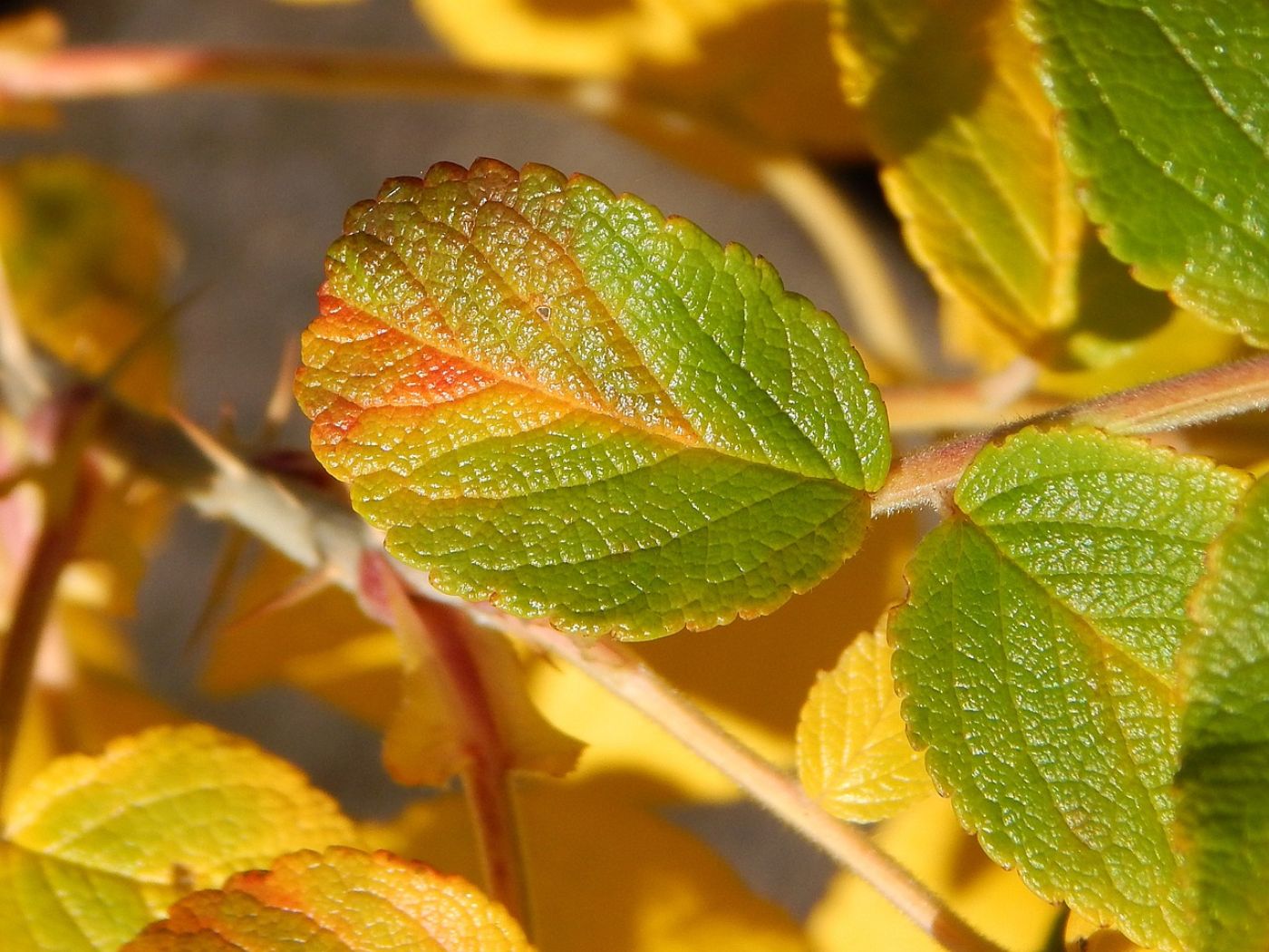 Indoor Plant Leaves Turning Yellow? Causes and Fixes | Florgeous