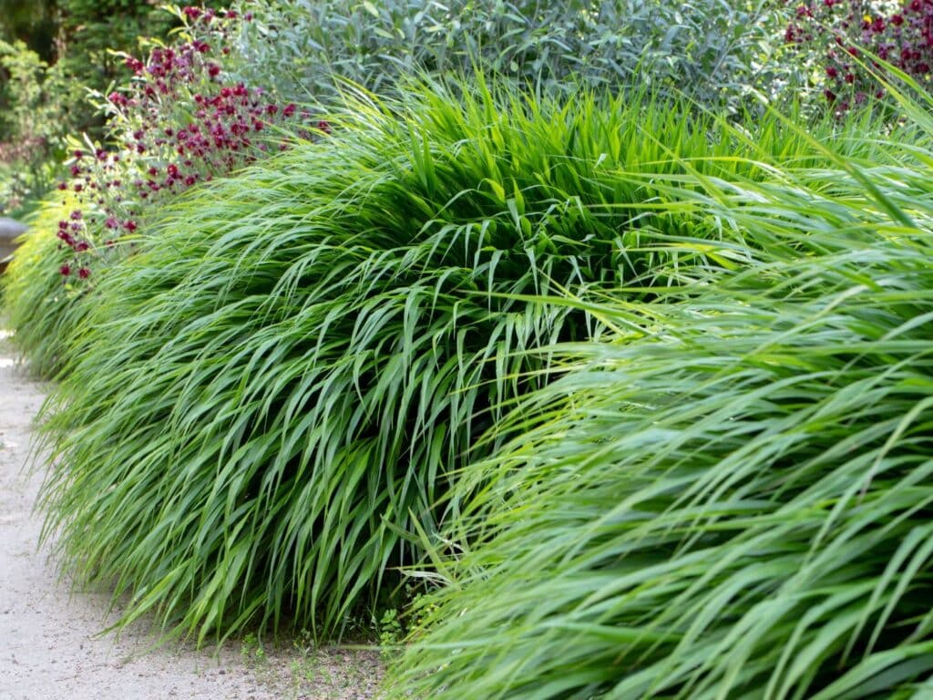 japanese forest grass companion plants