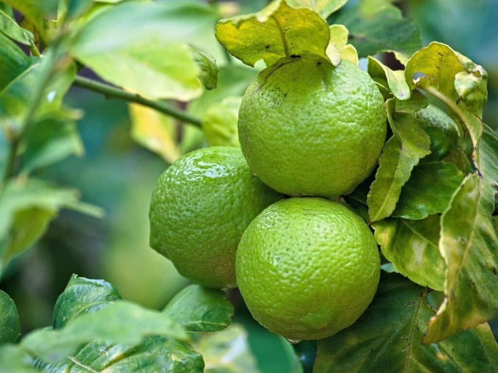 lemon tree leaves turning yellow