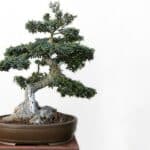 olive tree bonsai care