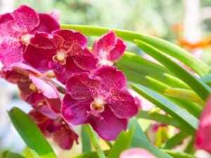 Orchid Leaves Turning Yellow: Causes and Fixes for Healthy Plants