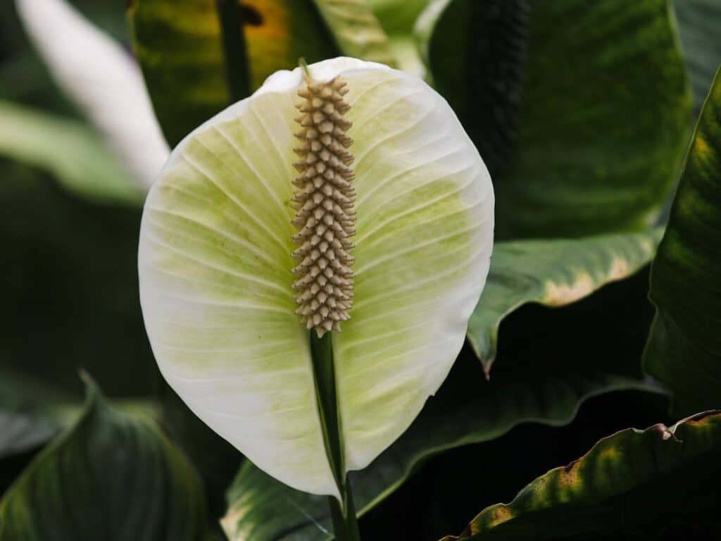 peace lily leaves turning yellow
