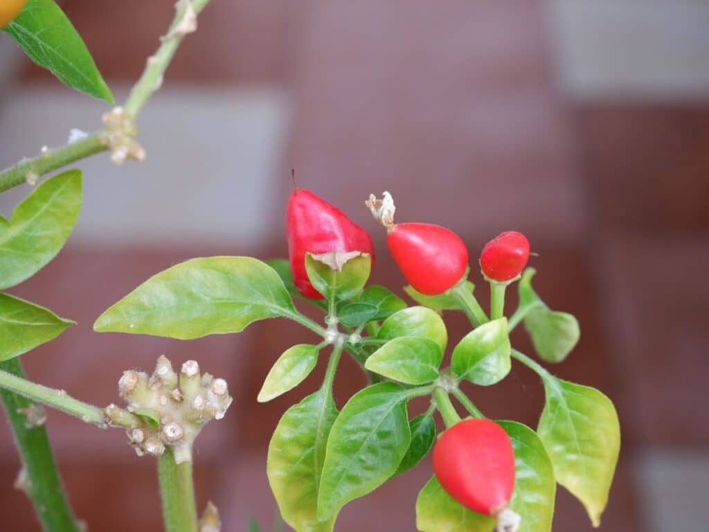 pepper plant leaves turning yellow