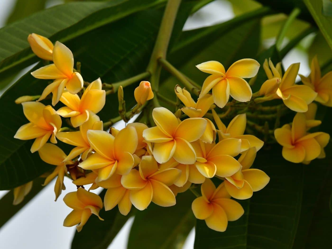 Plumeria Flower Fertilizer Best Types & Application Tips