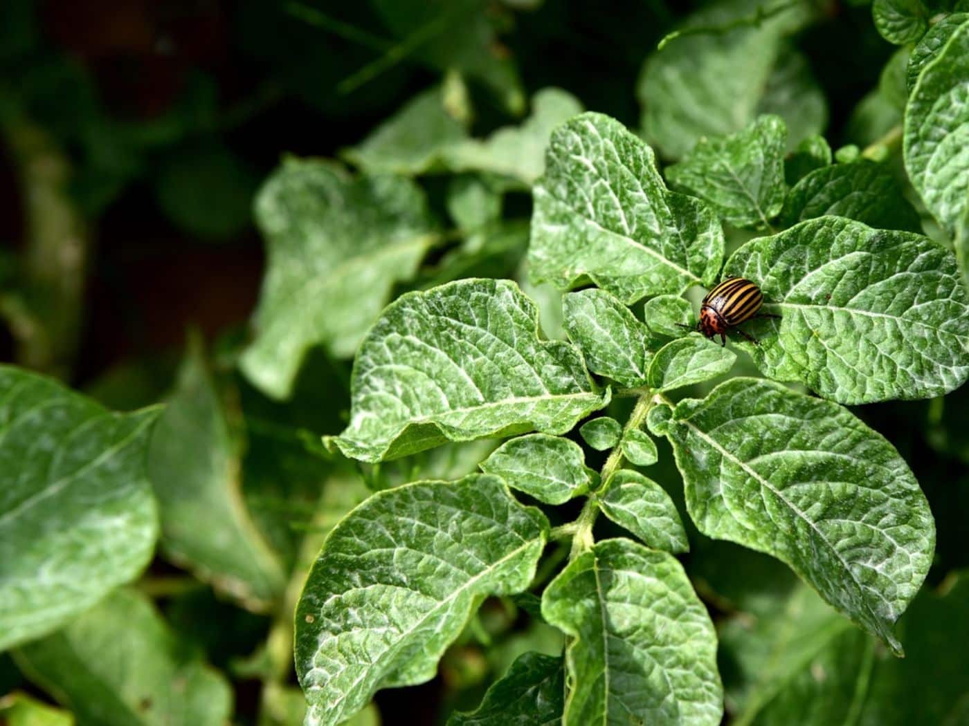 Potato Leaves Turning Yellow? Causes and Fixes Explained
