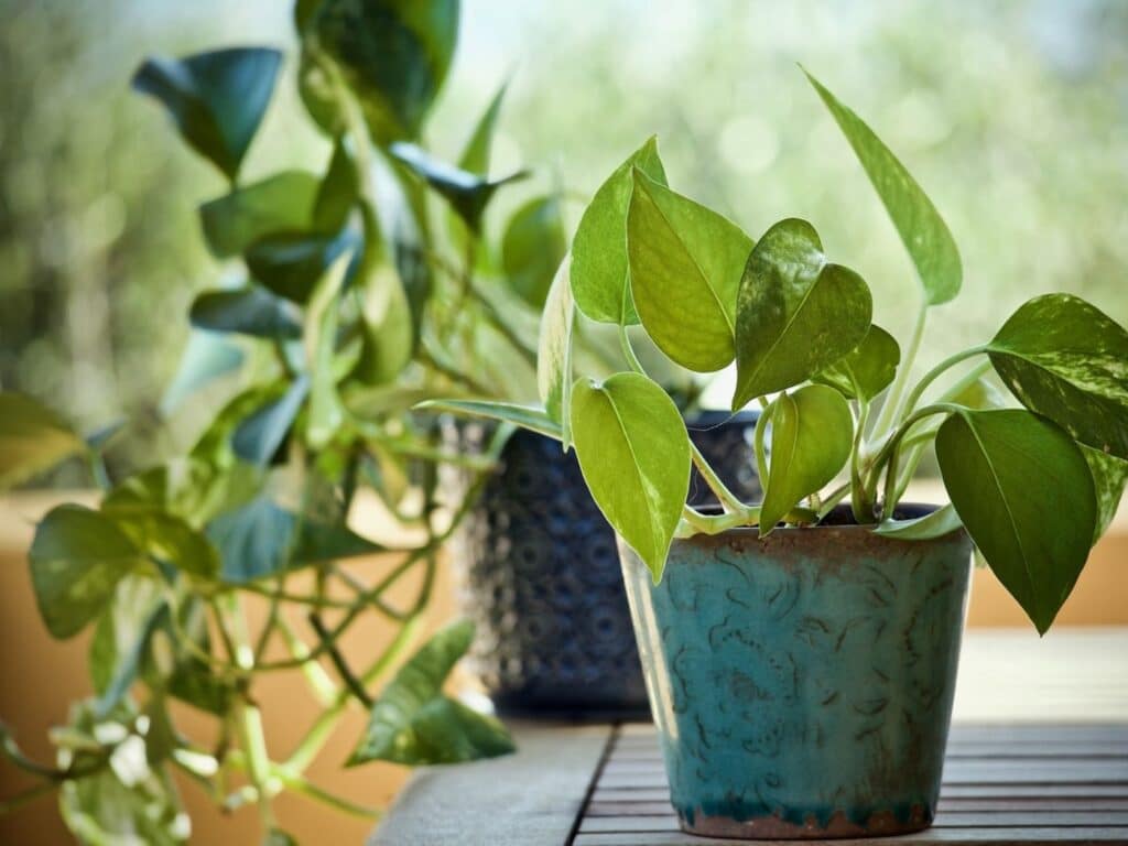 pothos leaves turning yellow