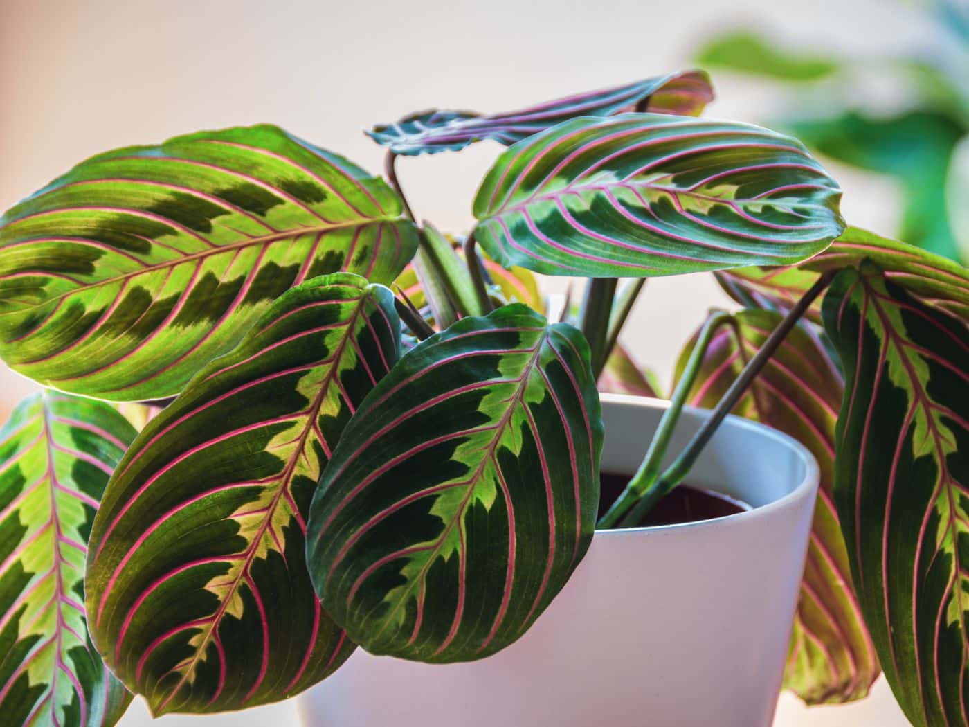 Prayer Plant Soil Guide Ensuring Healthy Growth with the Right Mix