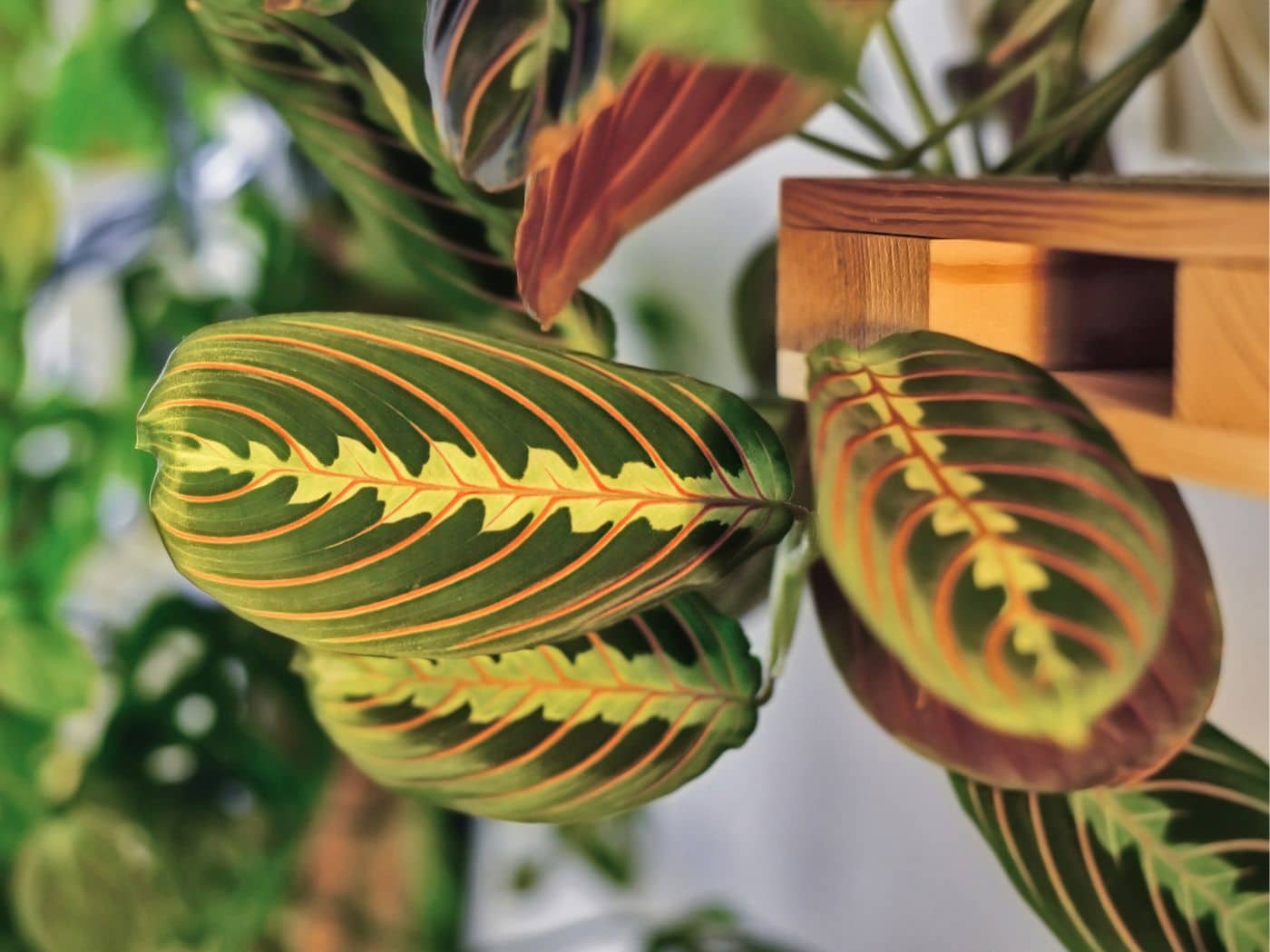 Prayer Plant Yellow Leaves: Prevention and Care Tips for Healthy Growth