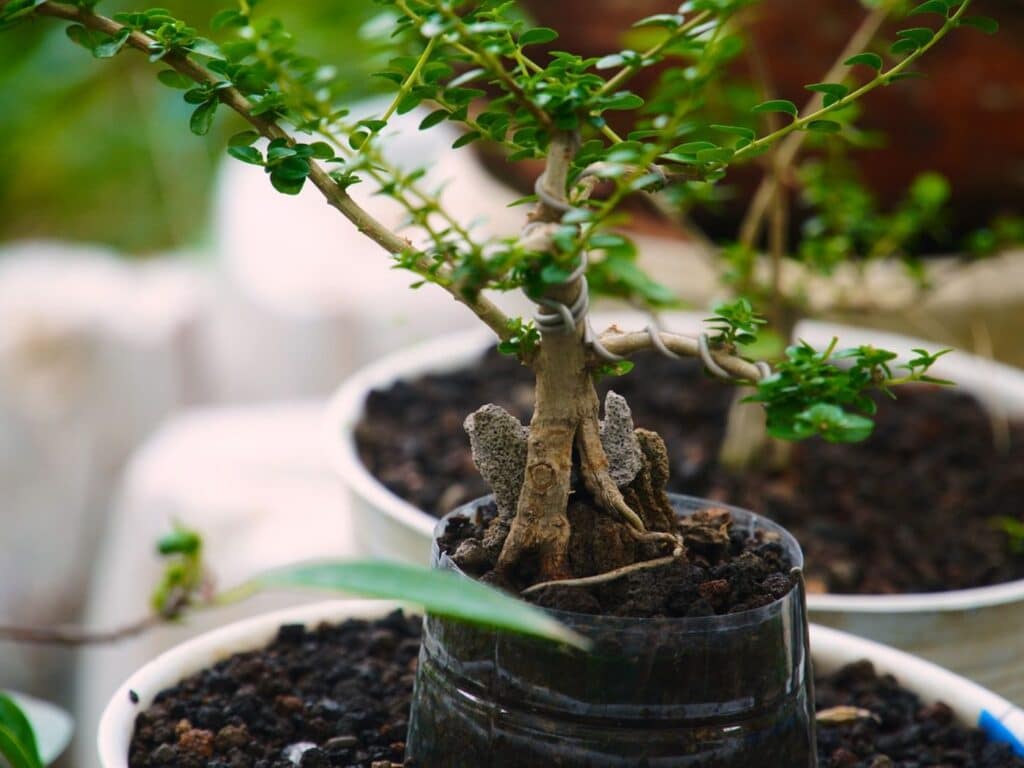 repot bonsai tree