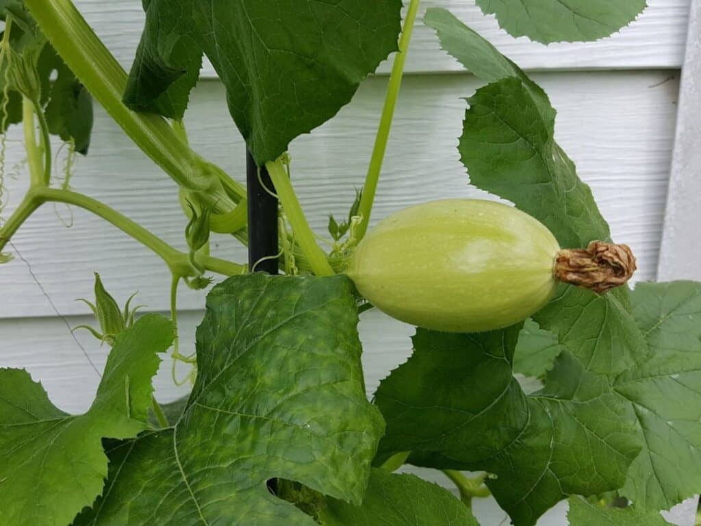 squash plant leaves turning yellow