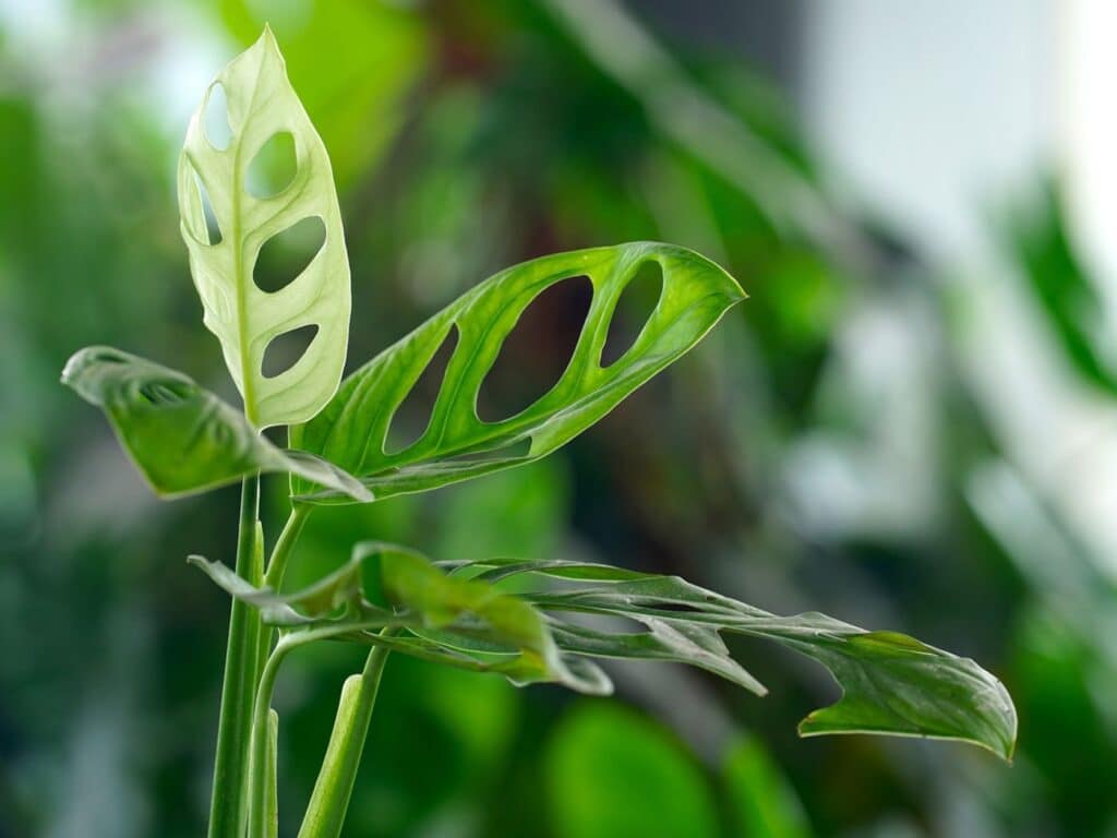 swiss cheese plant yellow leaves