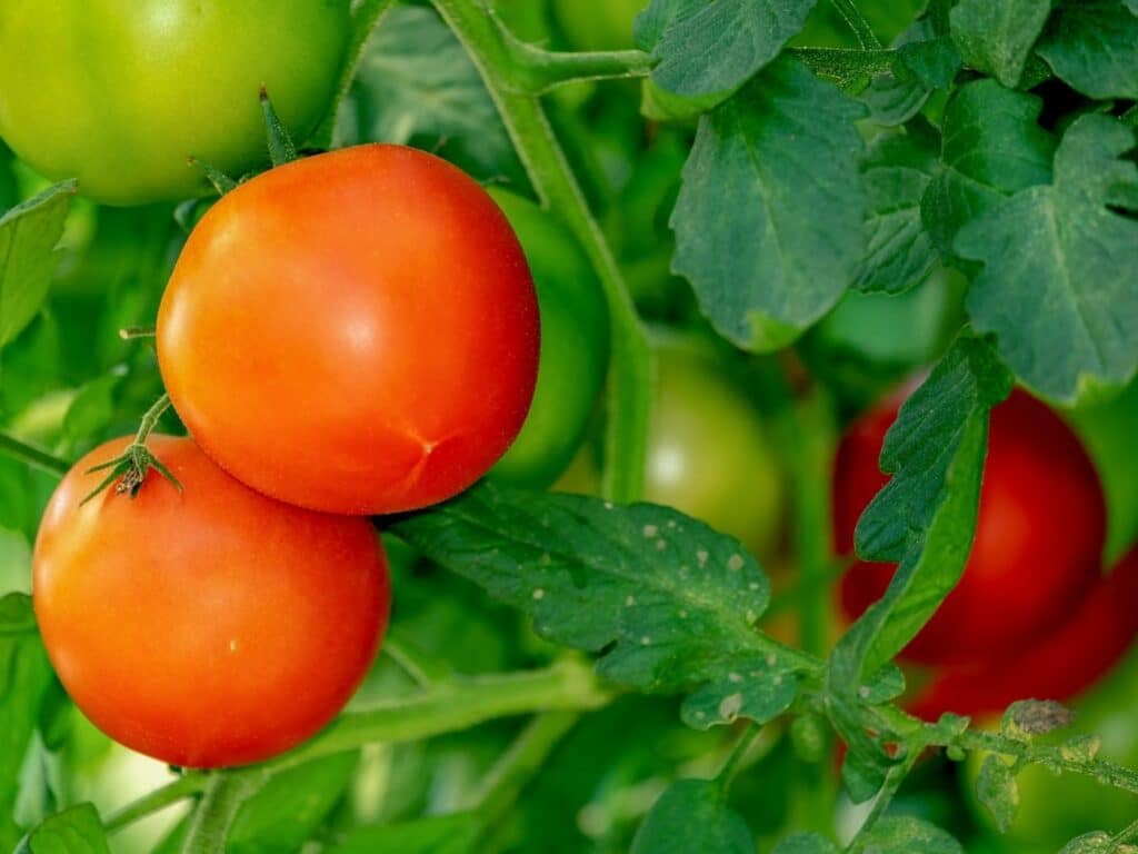 tomato plant leaves turning yellow