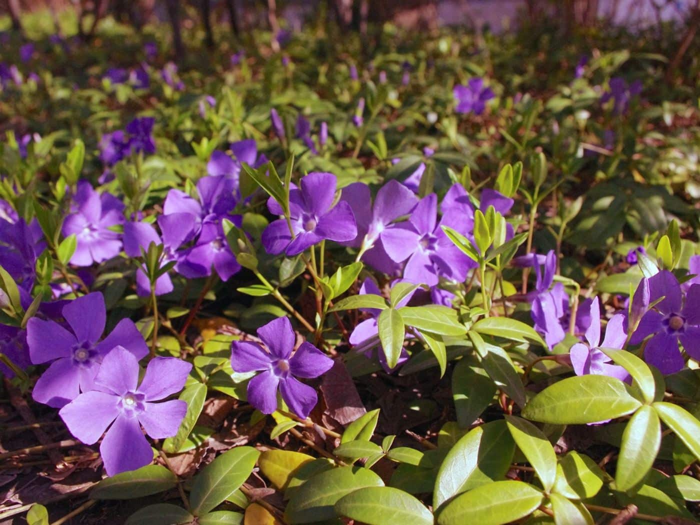 Vinca Leaves Turning Yellow? Care Tips for Vibrant Growth | Florgeous