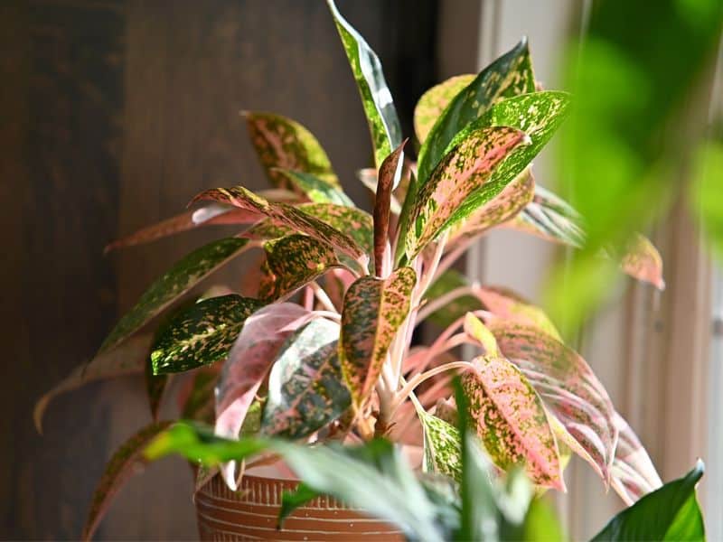 yellowing chinese evergreen leaves