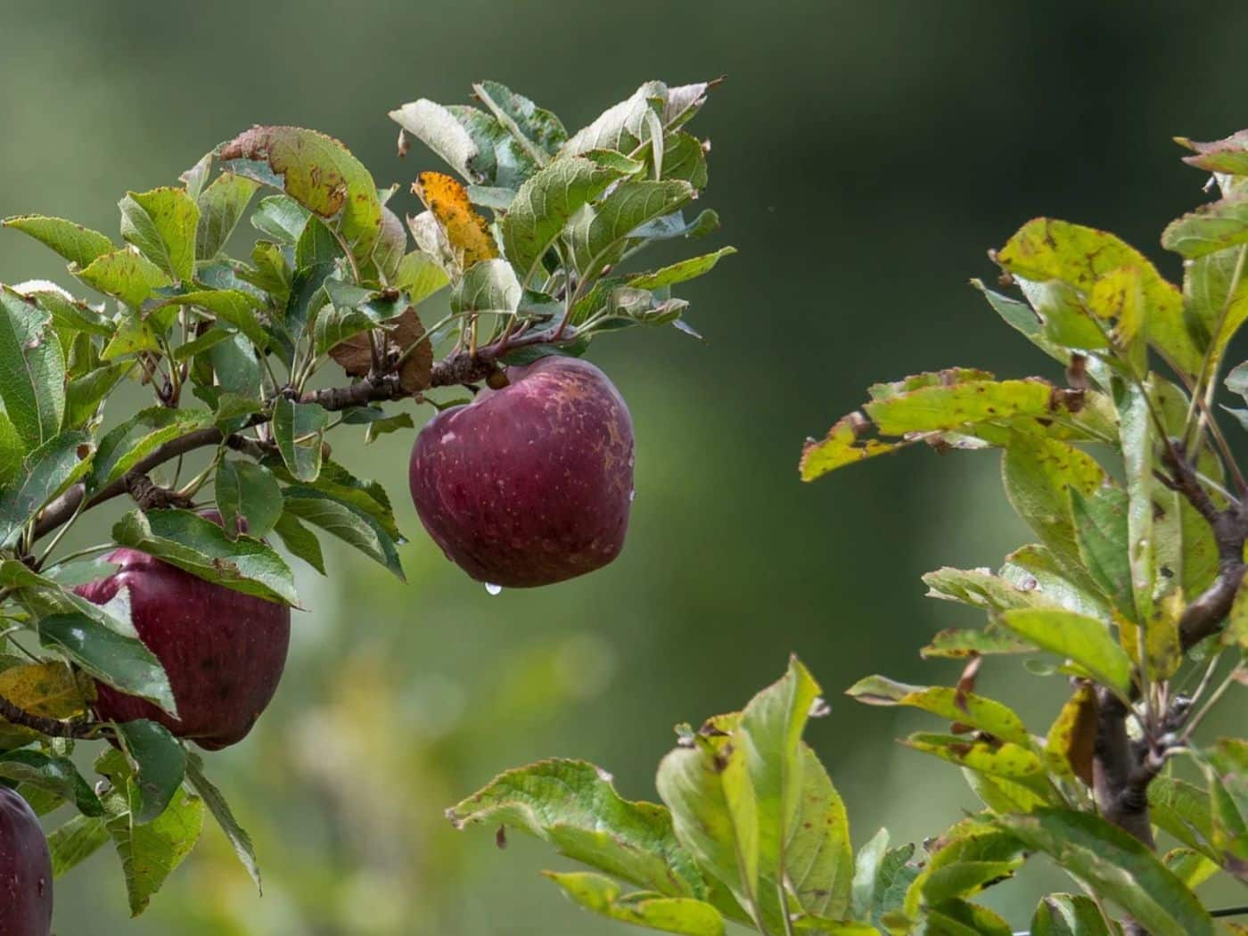 Yellow Spots on Apple Tree Leaves Causes, Prevention, and Care