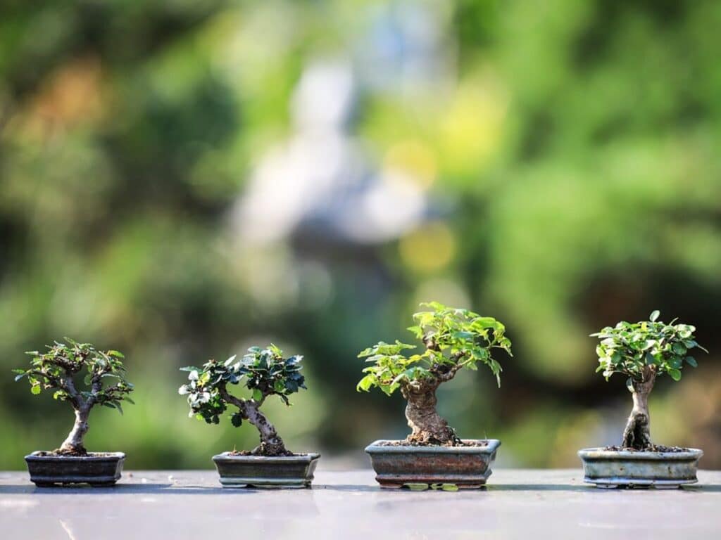 can you bonsai any tree
