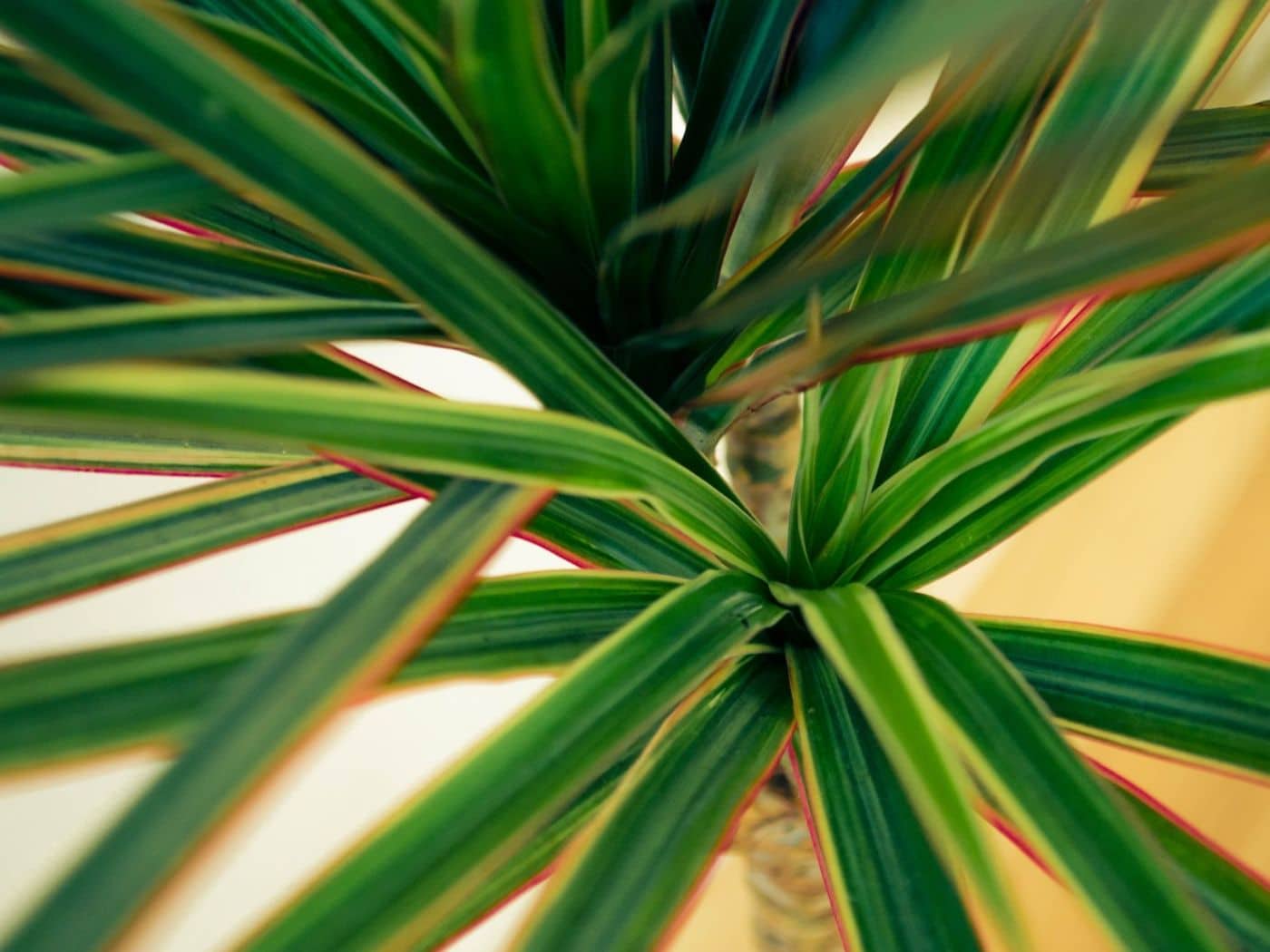 Dracaena Yellow Leaves Comprehensive Guide to Causes, Care, and Prevention