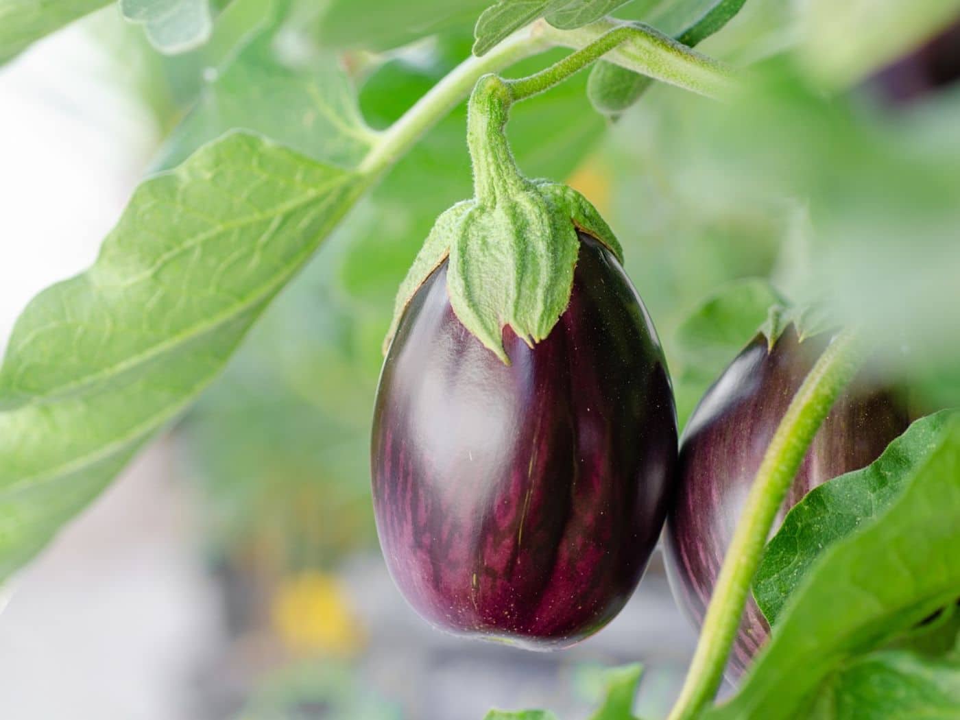 Eggplant Leaves Turning Yellow Causes and Effective Remedies