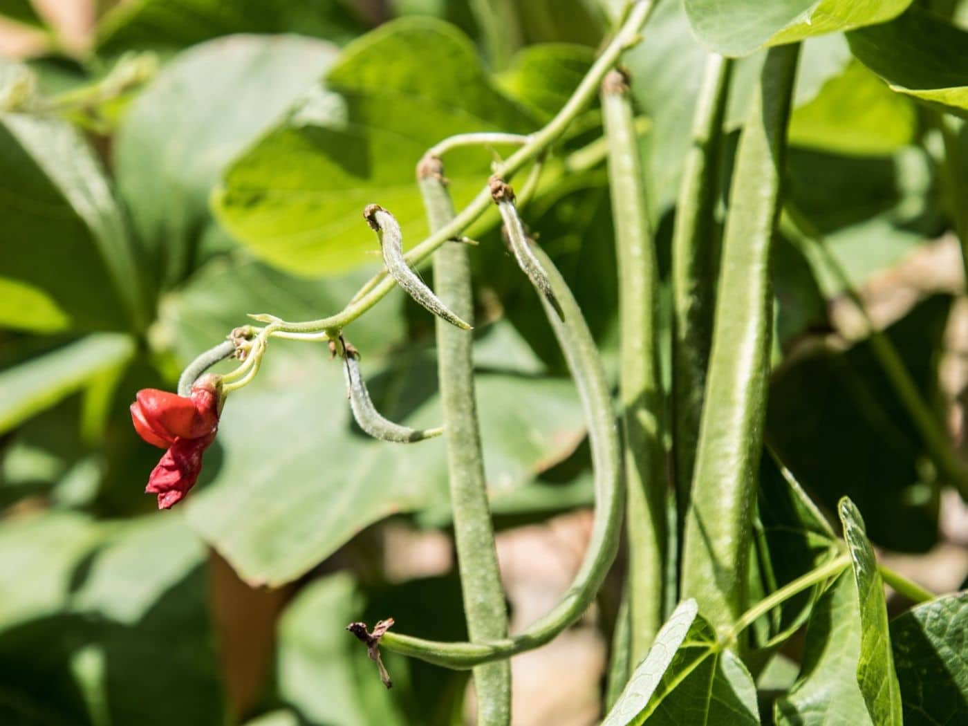 Green Bean Leaves Turning Yellow Causes, Effects, and Solutions