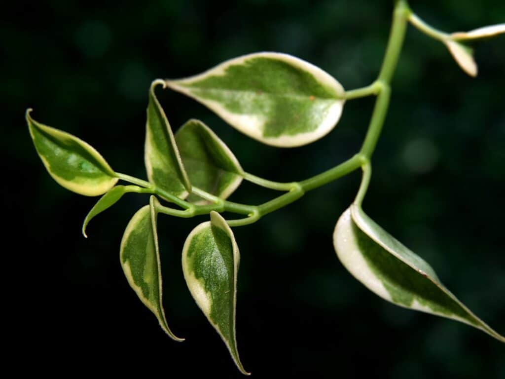 hoya leaves turning yellow