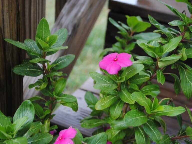 Overwatered Impatiens Signs, Solutions, and Care Tips
