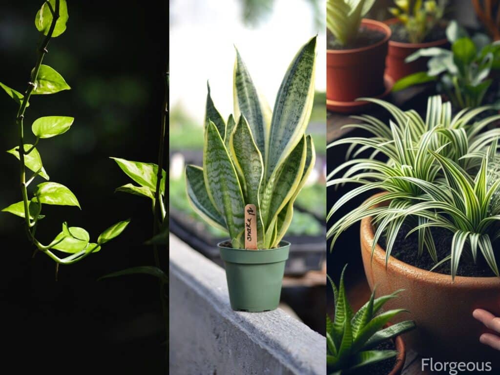 indoor plants that are hard to kill