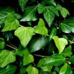 ivy plant leaves turning yellow
