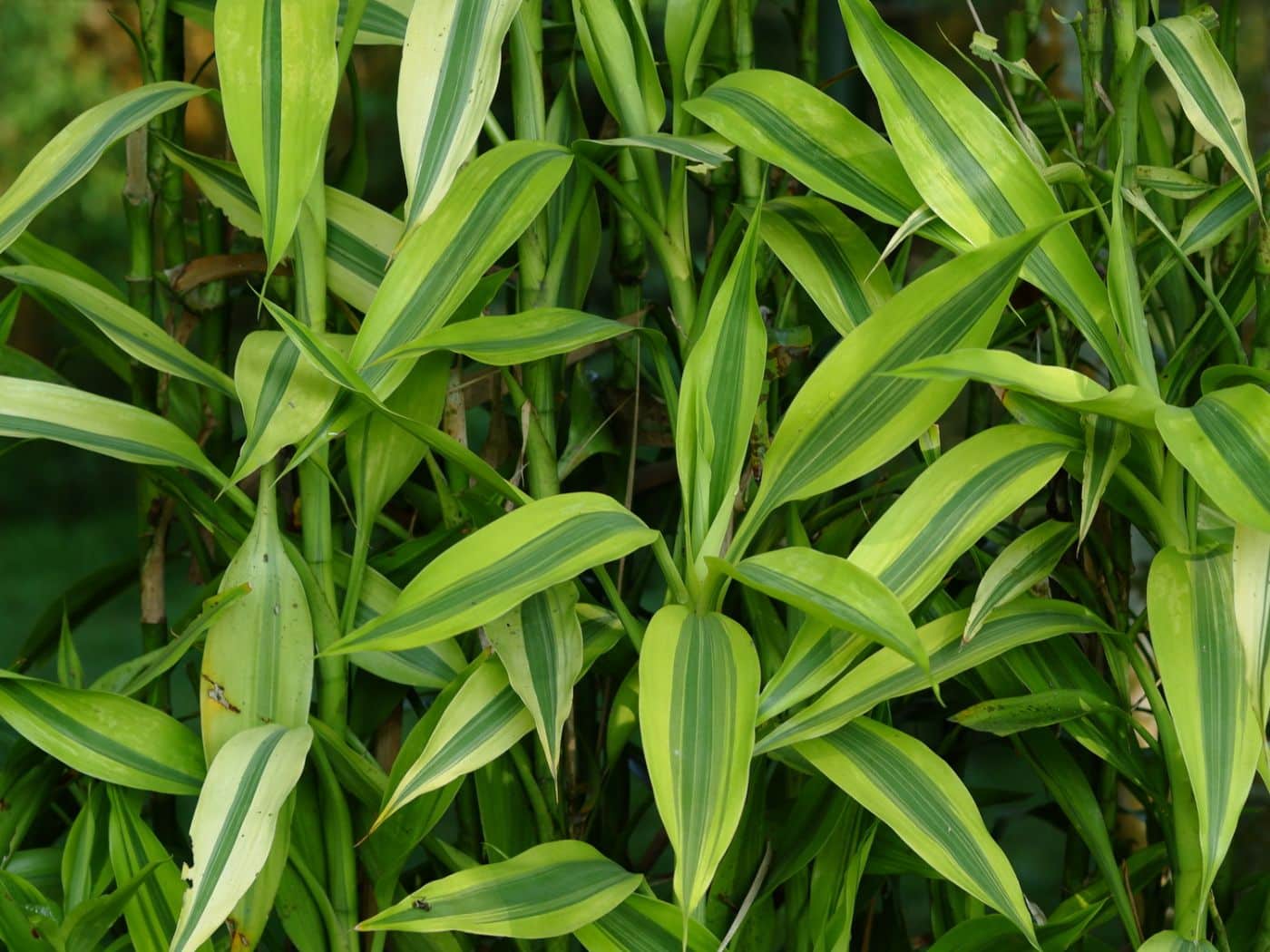 Lucky Bamboo Leaves Turning Yellow: Proven Tips to Revive Your Plant |  Florgeous