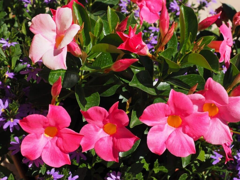 mandevilla leaves turning yellow