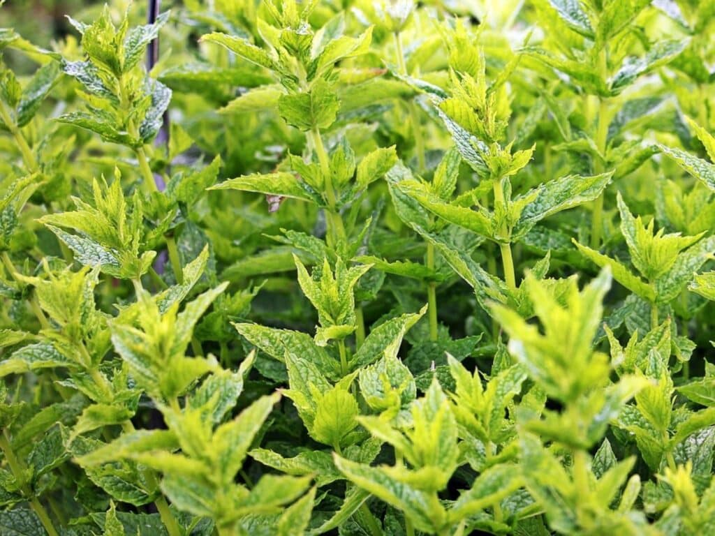 mint leaves turning yellow