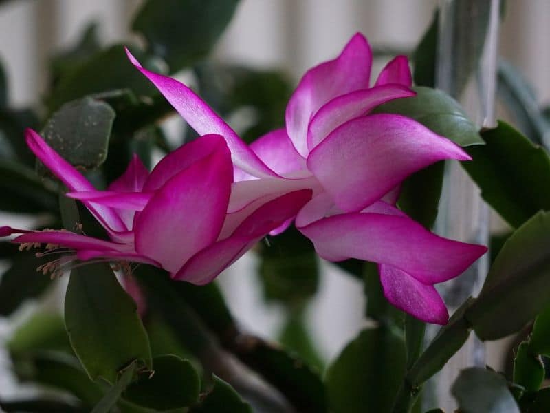 Overwatered Christmas Cactus: Revival Tips & Long-Term Care | Florgeous