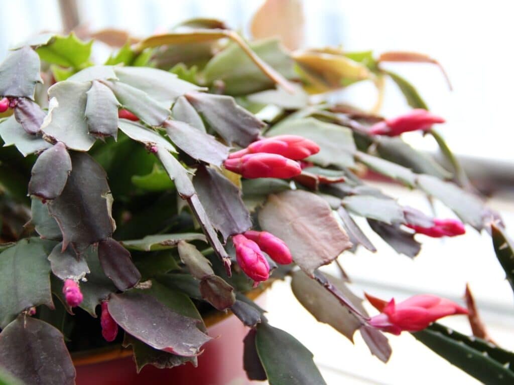 overwatered christmas cactus