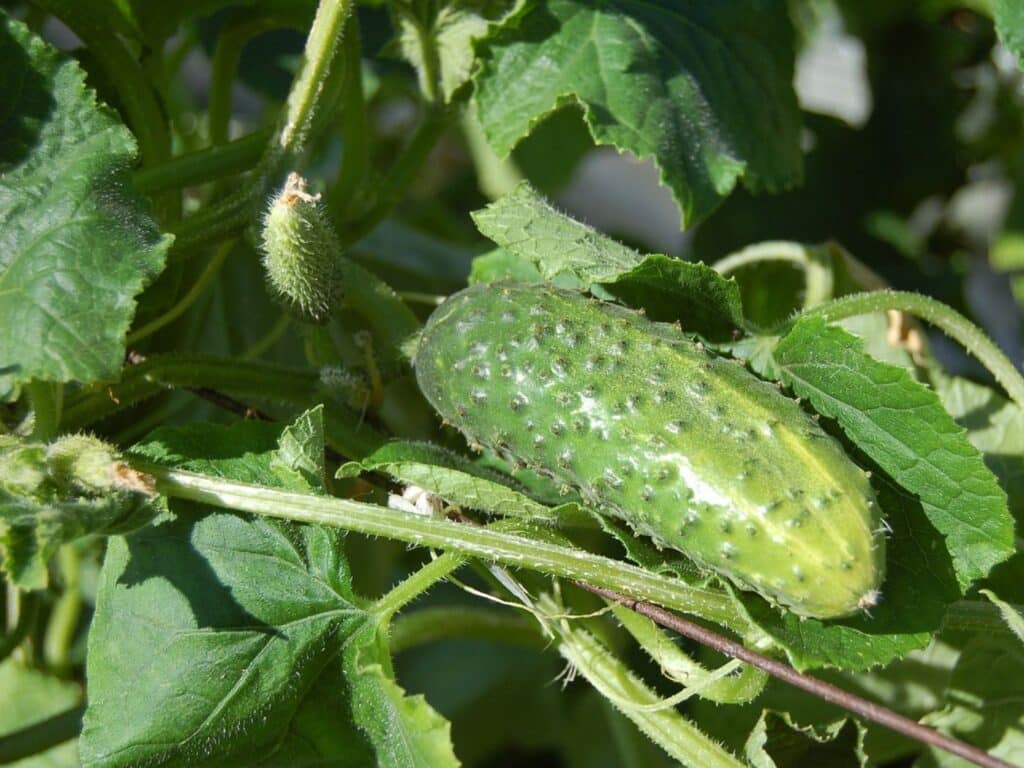 overwatered cucumber plant