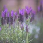 overwatered lavender