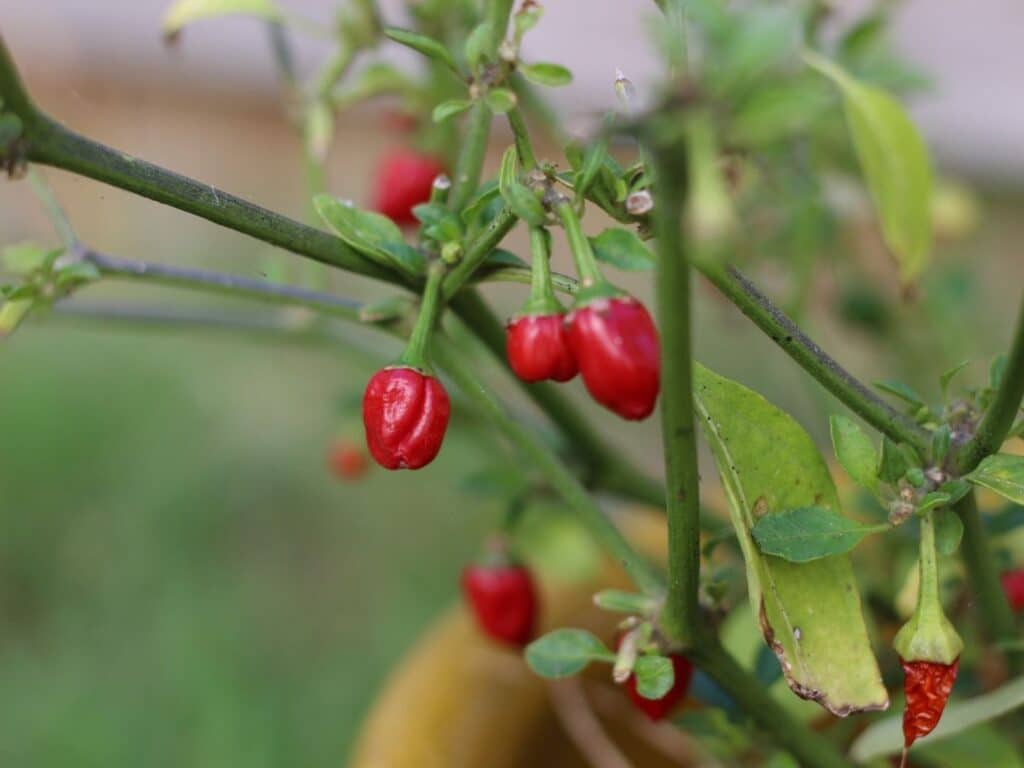 overwatered pepper plant