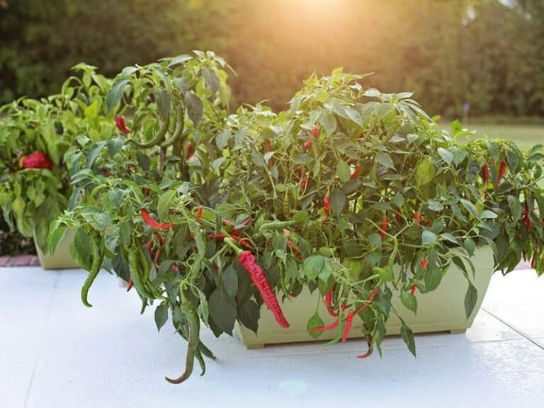 Overwatered Pepper Plant Signs, Solutions, and Prevention