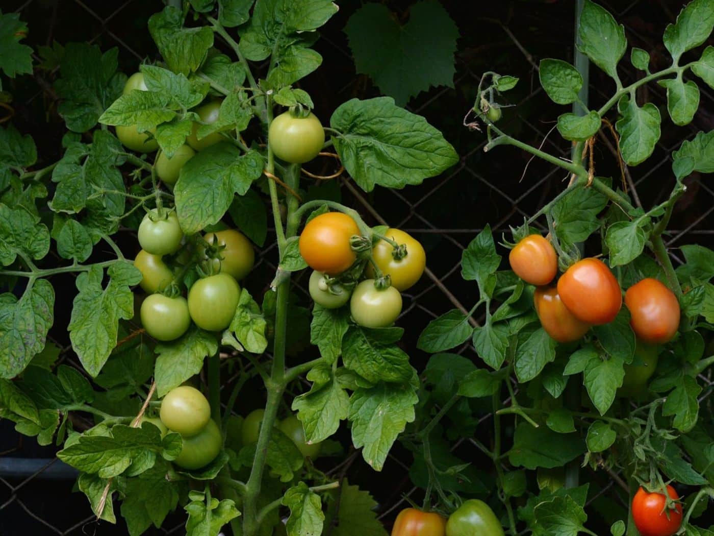 Overwatered Tomato Plant: Signs, Prevention, and Rescue Tips | Florgeous