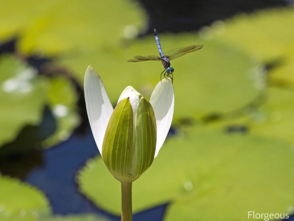plants that attract dragonflies