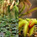 plants that eat bugs