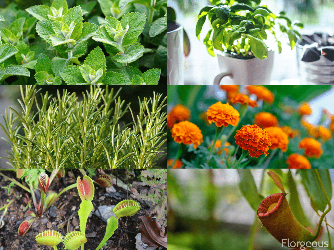 9 Plants That Keep Bugs Away Nature's Best Pest Control