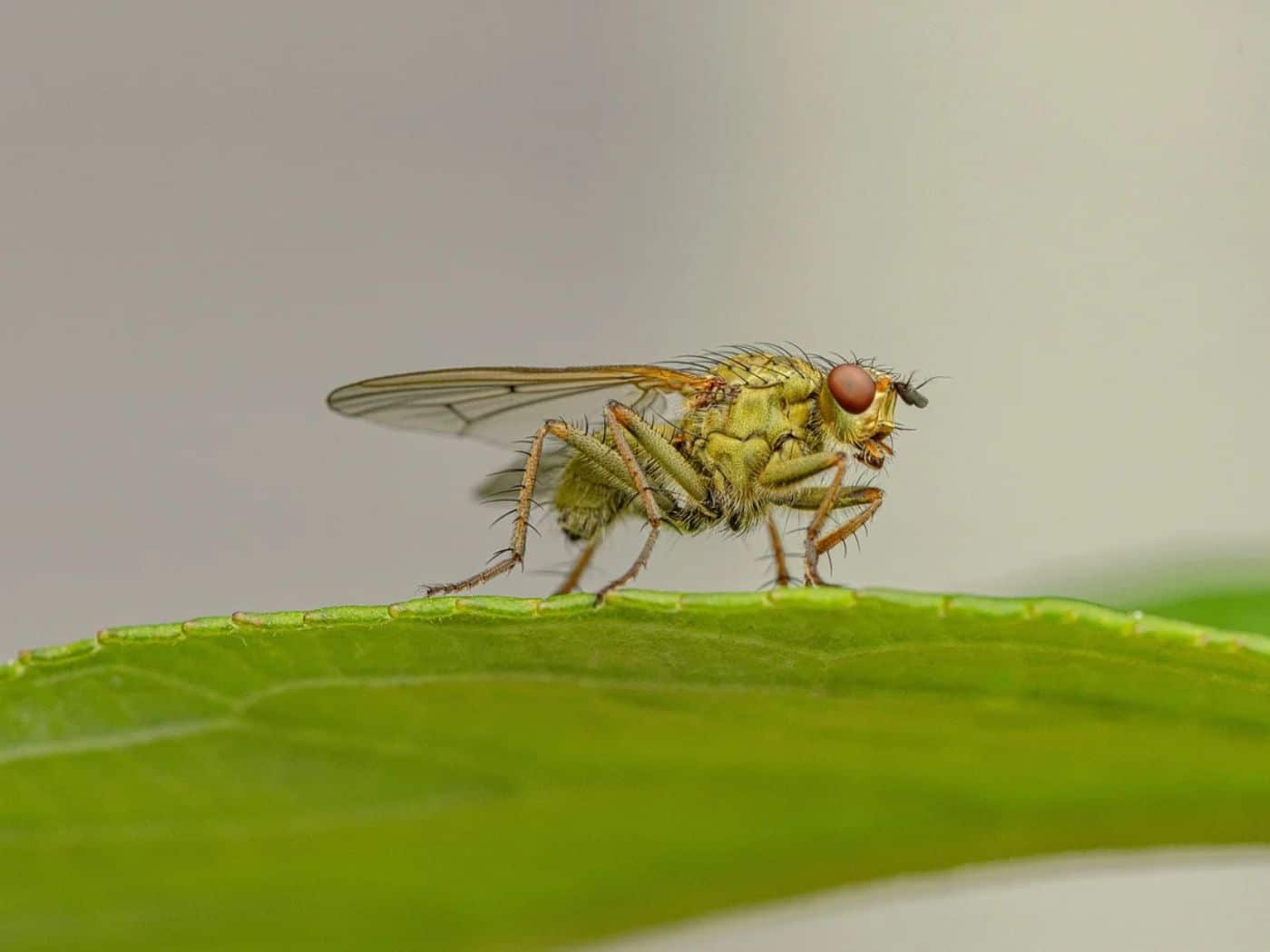 7 Plants That Keep Flies Away Your Natural Solution to Fly Control Indoors and Outdoors