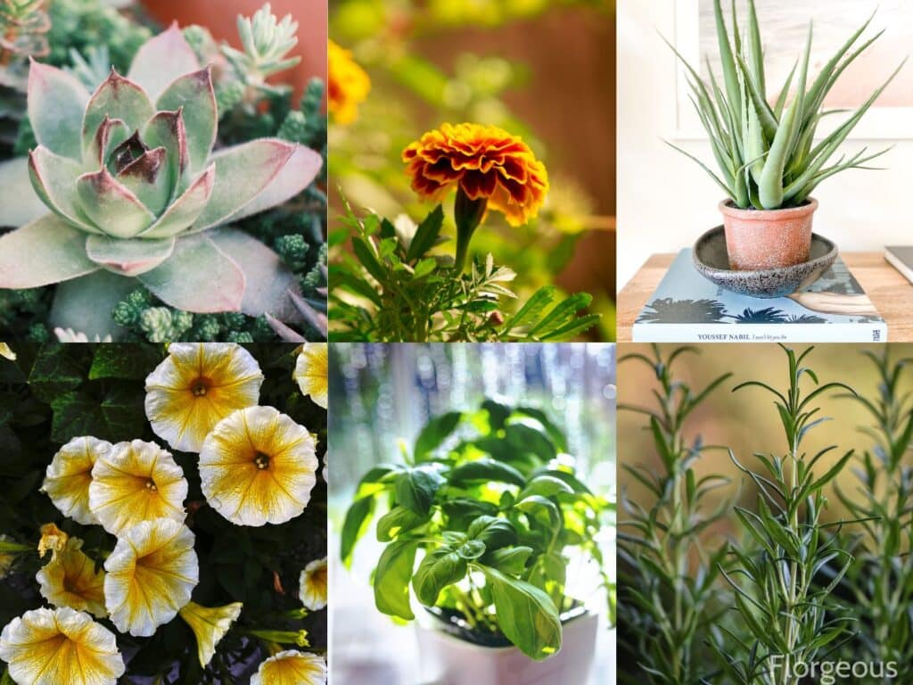plants that like full sun and heat in pots