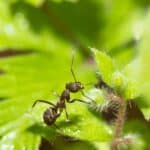 plants that repel ants