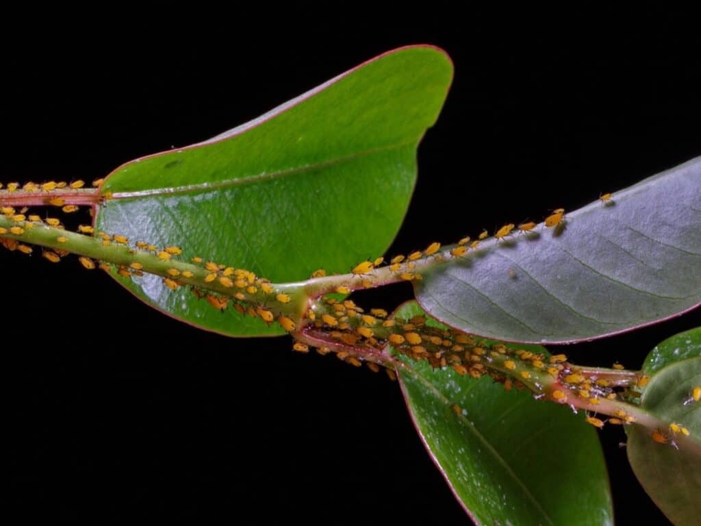 plants that repel aphids