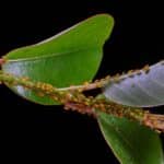 plants that repel aphids