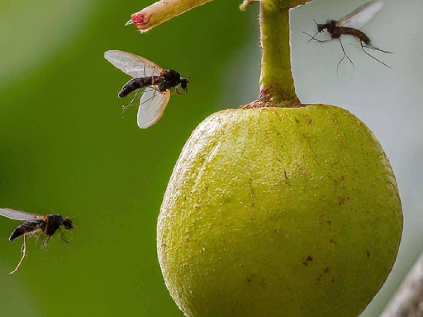 3 Plants that Repel Gnats: Transform Your Garden into Gnat-Free ...