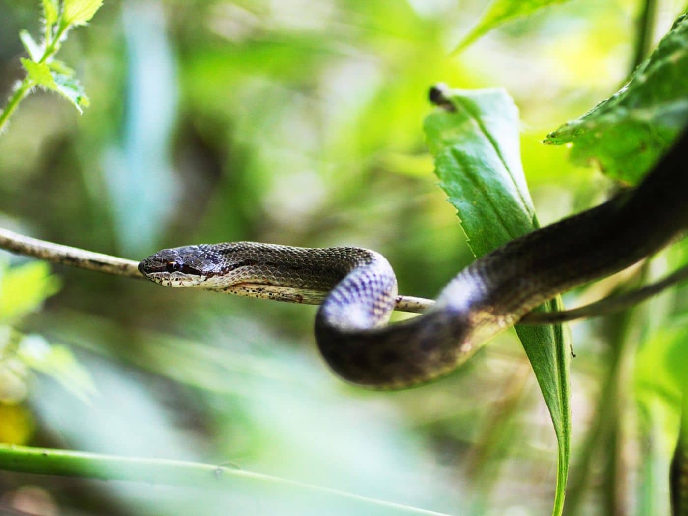 2 Plants That Repel Snakes: Natural Strategies and Success Stories for ...