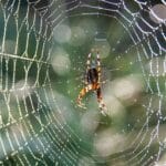 plants that repel spiders